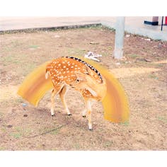 Sunny Deer-From the series A Myth of Two Souls